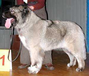 NENAGLYADNAYA MOYA IZ GRADA VELIKOGO | Caucasian Mountain Dog 