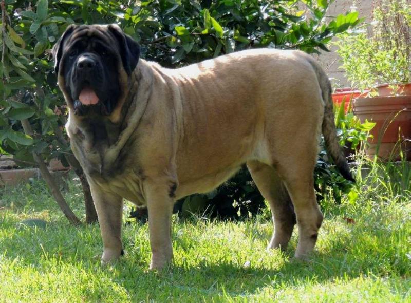 NAOMI (GUTIERREZ) | Mastiff 