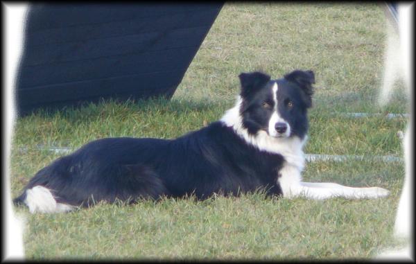 Admit Beauty Near Future | Border Collie 