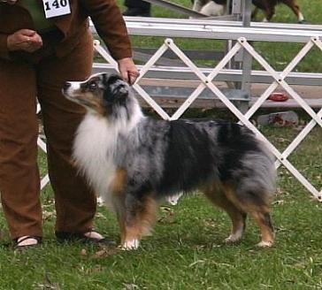 Radiant Mar-A-Lagos Ready For Take Off | Australian Shepherd 