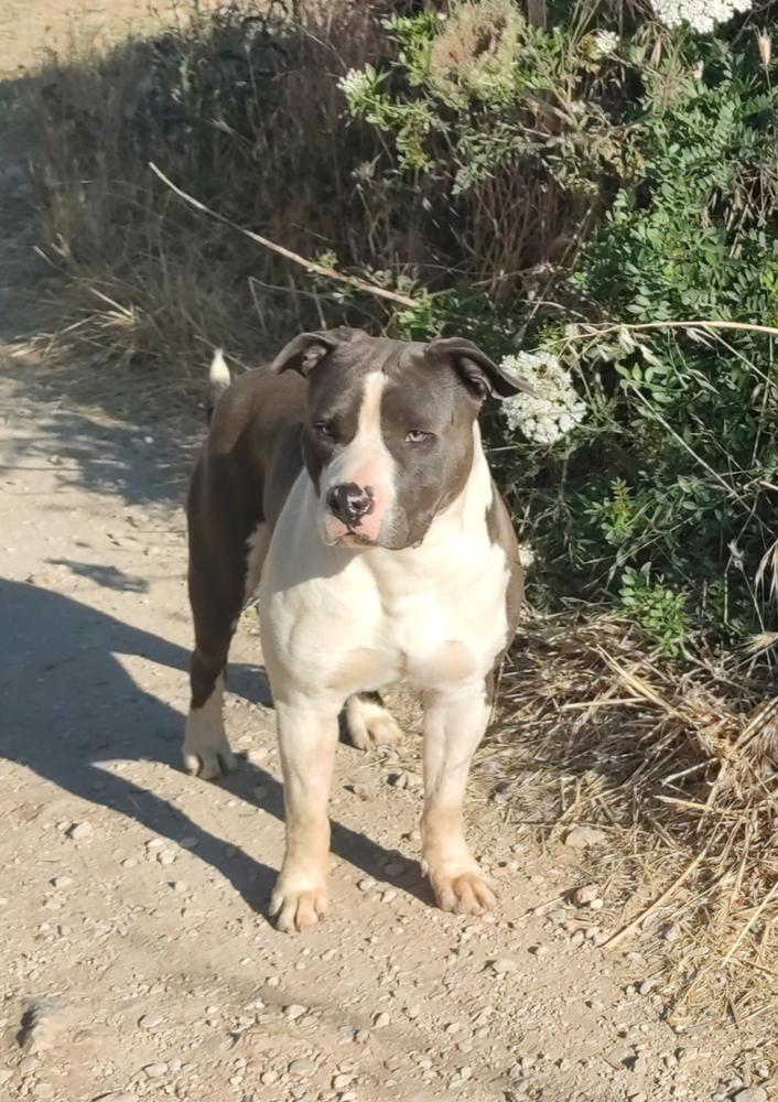 Mr Boombastic del Jinko's Salentino | American Staffordshire Terrier 