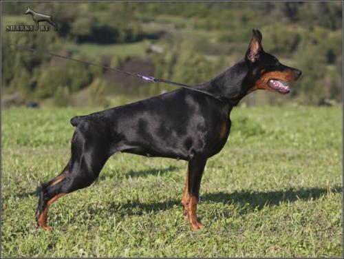 Lagarta de Grande Vinko | Black Doberman Pinscher