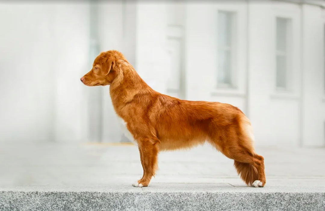 Lorevy Evidence | Nova Scotia Duck Tolling Retriever 