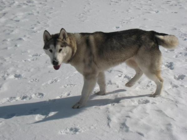 Stormsky a North Runner Quake | Alaskan Malamute 