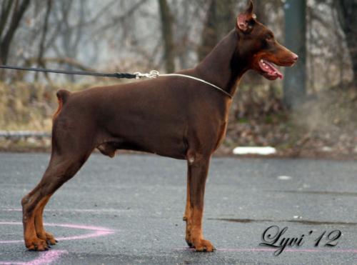 Semper Fidelis Duke | Brown Doberman Pinscher