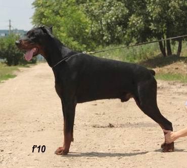 Anakin of Hoffman House | Black Doberman Pinscher