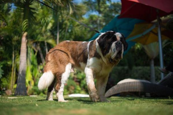 Charli od mikija | Saint Bernard 