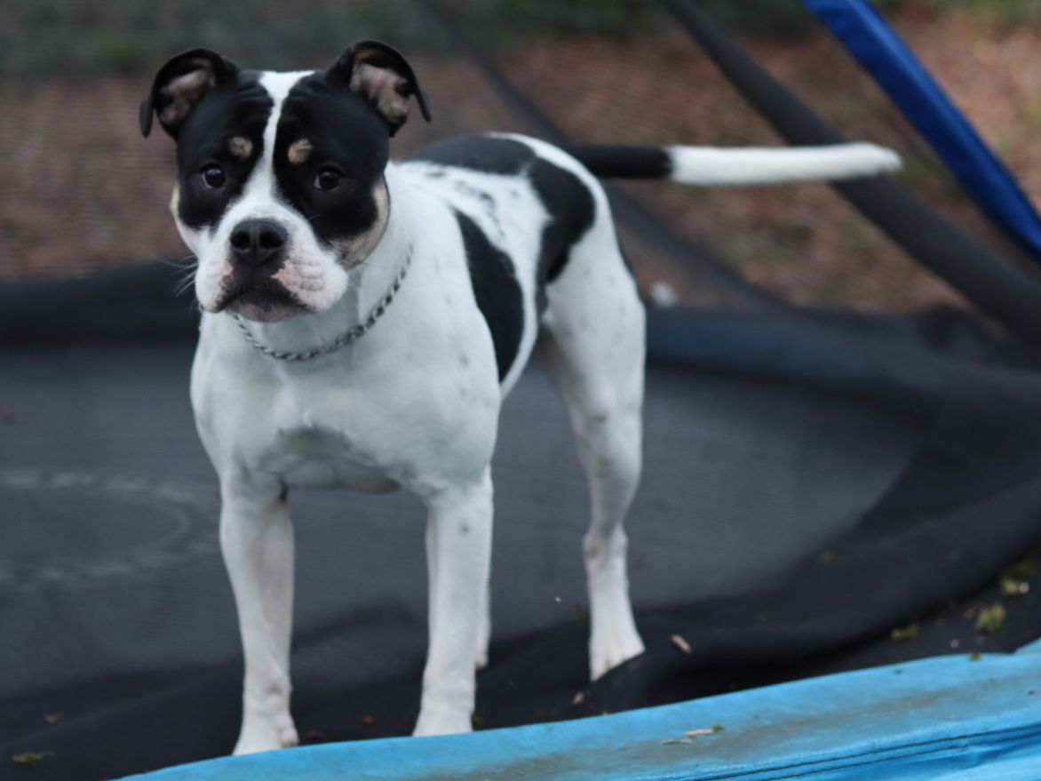 WorkingBulls Kennel Denmark's CowGirl Wonda | Olde English Bulldogge 