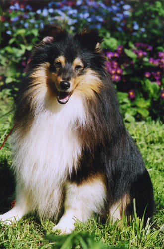 Seductive Sorcerer iz Grafskogo Pomestija | Shetland Sheepdog 