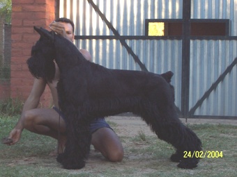 Wyoming Cs Von Portenschlag | Giant Schnauzer 