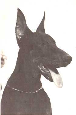 Naplemente Kigen | Black Doberman Pinscher