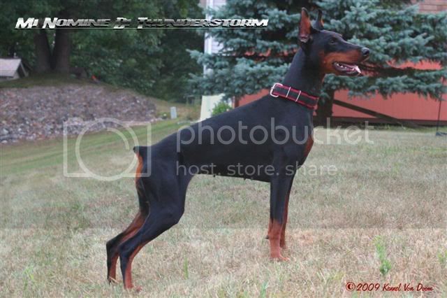 Mi Nomine Di Thunderstorm | Black Doberman Pinscher