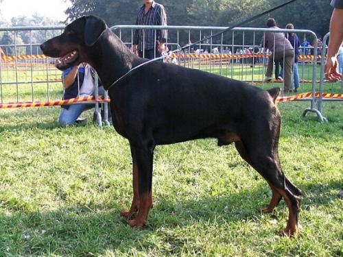 Primus Patricius v. Jahrestal | Black Doberman Pinscher