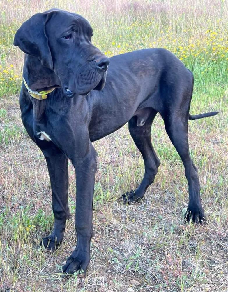 Mount Olympus GD Haydes Rkn Mrvl | Great Dane 