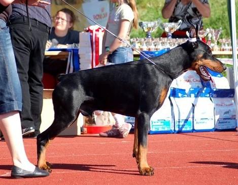 Sant Kreal Zibelius | Black Doberman Pinscher