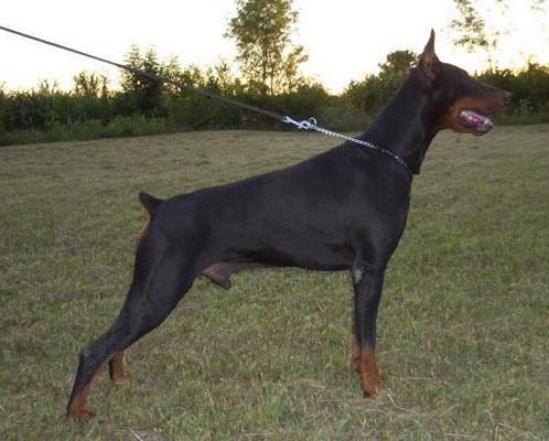 Boss Best of Milano | Black Doberman Pinscher