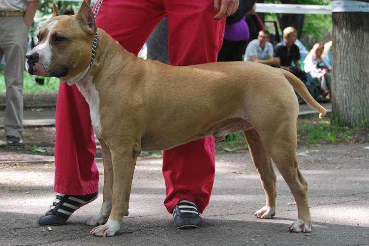 HAMMER GOLD IMIDGE | American Staffordshire Terrier 
