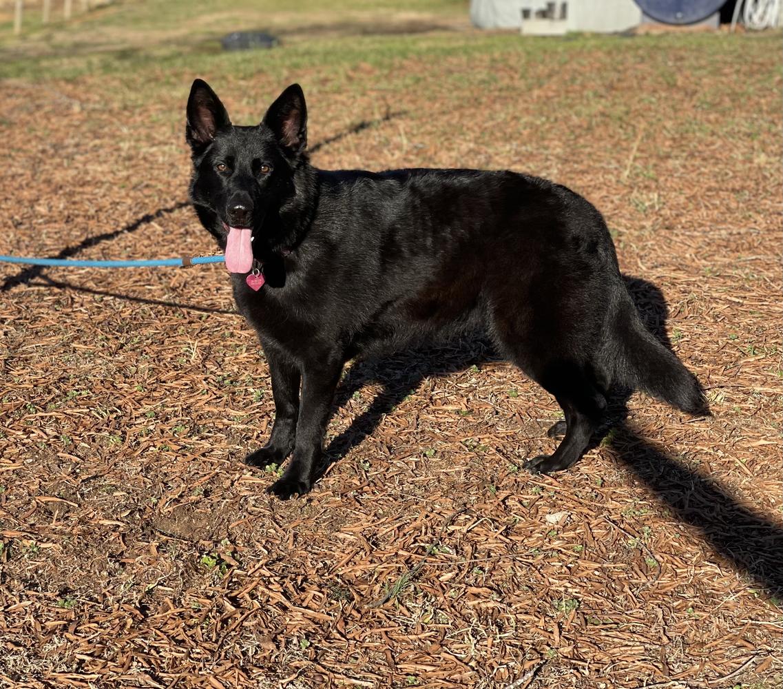 Reagan von Tjärnshaget | German Shepherd Dog 