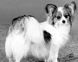 Blackpark Gee-Gee | Papillon 