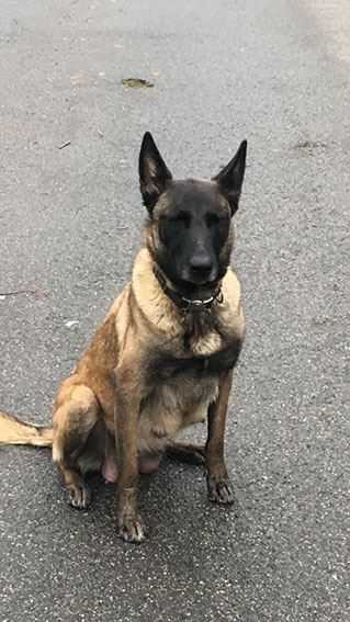 Tornada iz Valkov Viktoliadii | Belgian Malinois 
