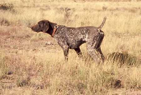 Ehrlicher Abe | German Shorthaired Pointer 