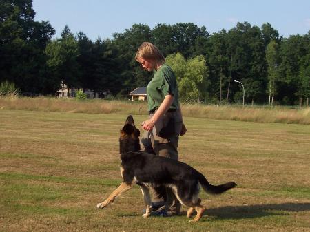 Apali vom Dreilützower Schloß | German Shepherd Dog 