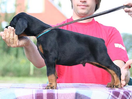 Gem'Givveeon V.I.P. | Black Doberman Pinscher