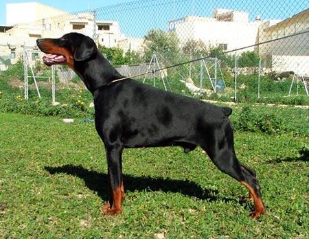 Gem'Givveeon Victor | Black Doberman Pinscher