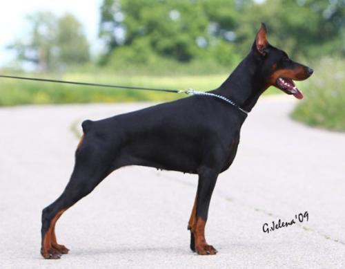 Gem'Givveeon Vanilla | Black Doberman Pinscher