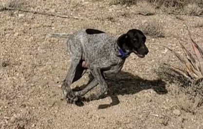 Desert Grit Kimber | German Shorthaired Pointer 