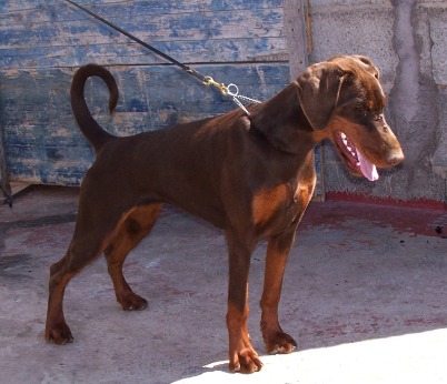 Pride of Russia Kalinka | Brown Doberman Pinscher