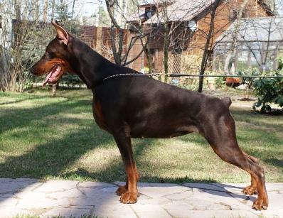 Pride of Russia Kralja | Brown Doberman Pinscher