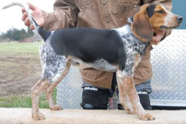 Scroghams Blue Duese Of Diamonds | Beagle 