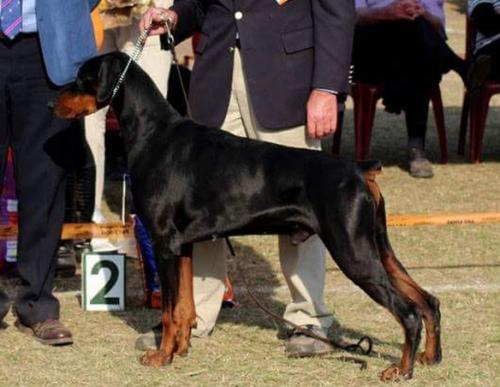 Pride of Russia Kazbek | Black Doberman Pinscher