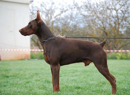 Pride of Russia Krez | Brown Doberman Pinscher