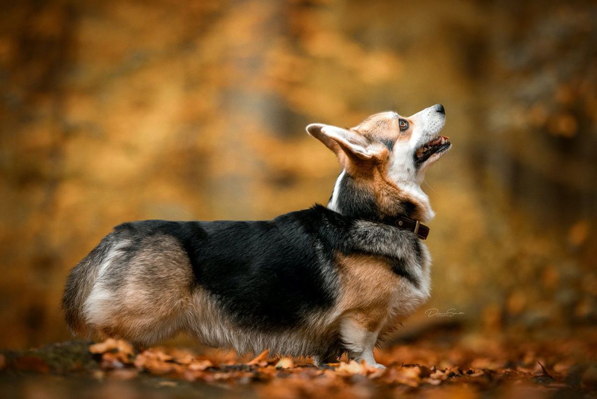 Blockbuster Von Pfotenstolz | Pembroke Welsh Corgi 