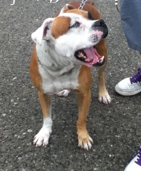 Chiko | American Pit Bull Terrier 
