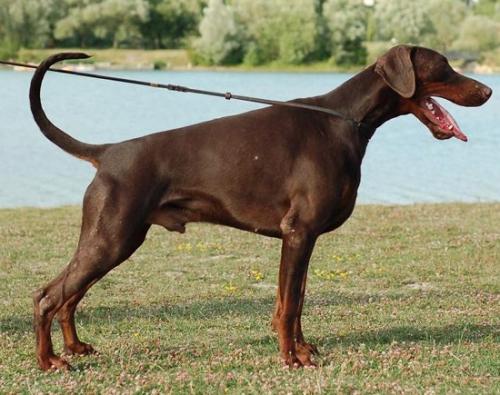 Pride of Russia Kaspij | Brown Doberman Pinscher