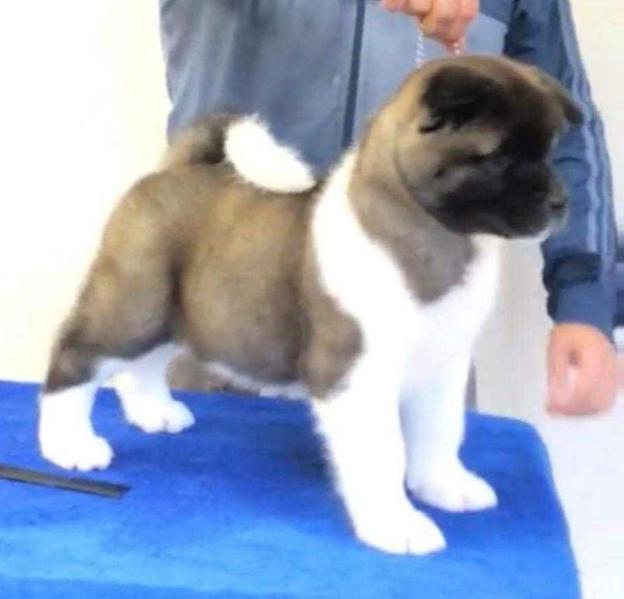 Ruthdales Maximus | Akita 