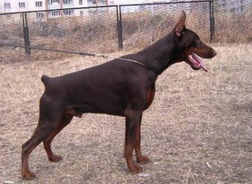 Pride of Russia Kalin | Brown Doberman Pinscher