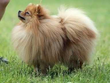 Dilina Royal Leif Ericson | German Spitz 