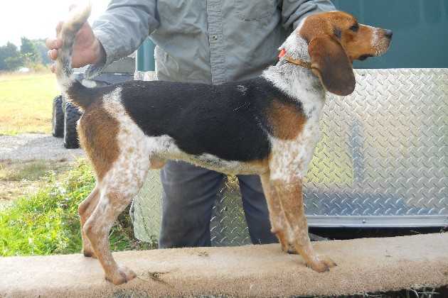 Scroghams Blue Rattler | Beagle 