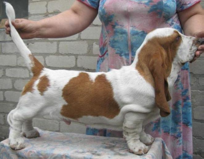 Donbasset Brendon Krou | Basset Hound 