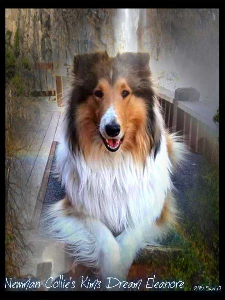 Newman Collies Kims Dream Eleanore | Rough Collie 