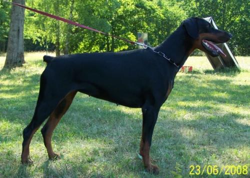 X-Tony Hellfire | Black Doberman Pinscher