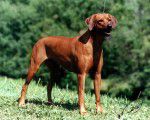 Milady | Rhodesian Ridgeback 