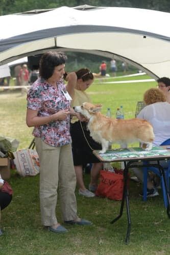 Gardian Enzhel Exluziv Gold | Pembroke Welsh Corgi 