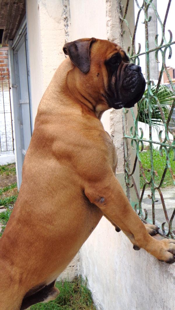 TCHÊ DO TIBIQUARY | Bullmastiff 