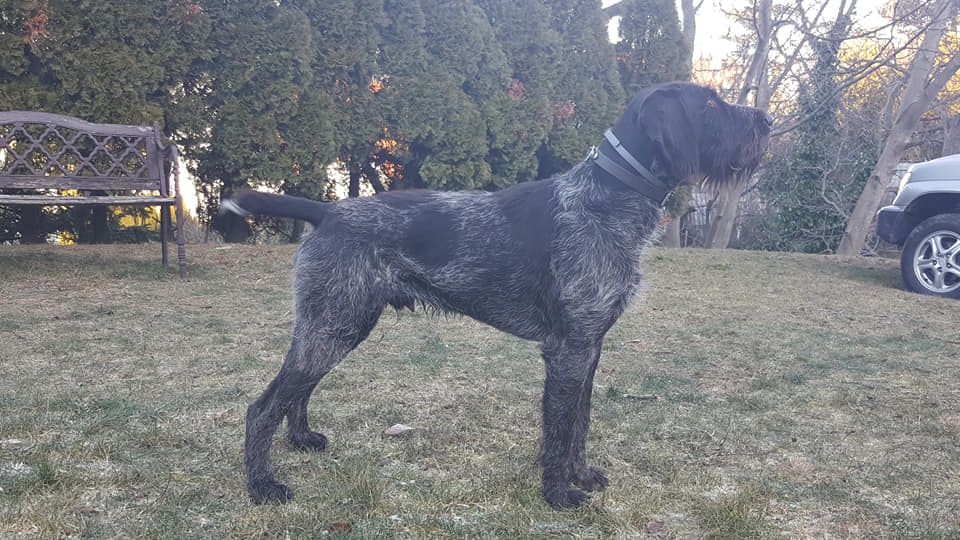 Bajnok-Menti Lucas | German Wirehaired Pointer 