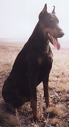 Rensdorff Adonis | Black Doberman Pinscher